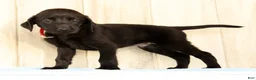 Labrador Retriever dogs for sale: Banner - Ad 4