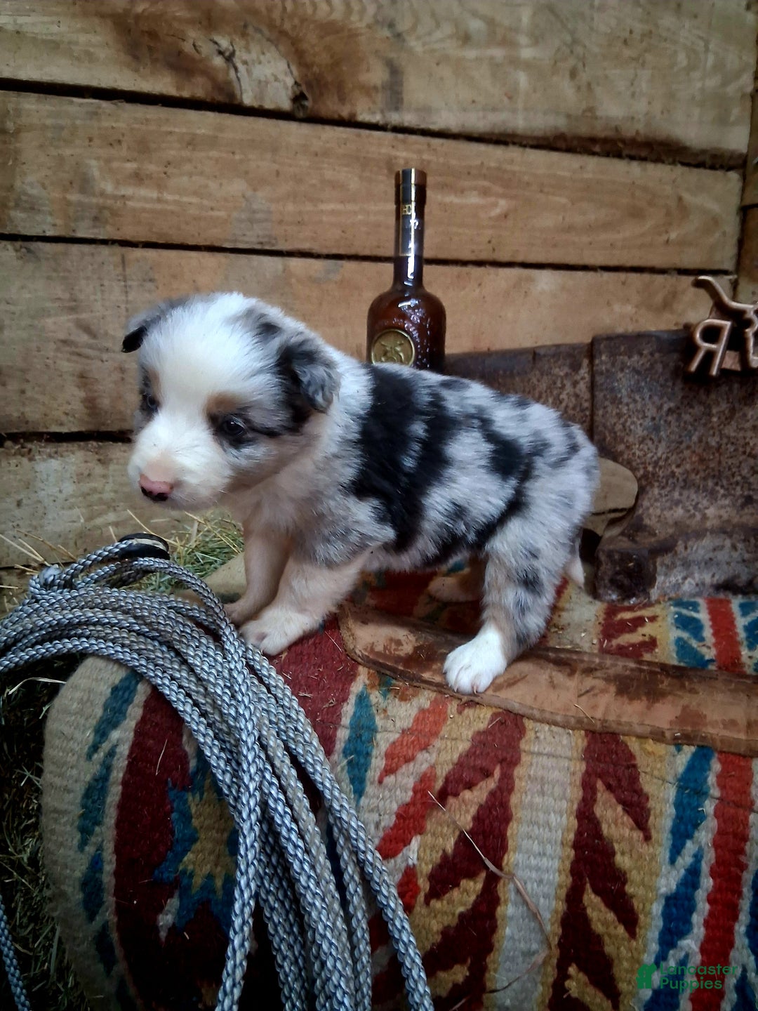 Border Collie dogs for sale: Border Collie Puppy 3 - Ad 6