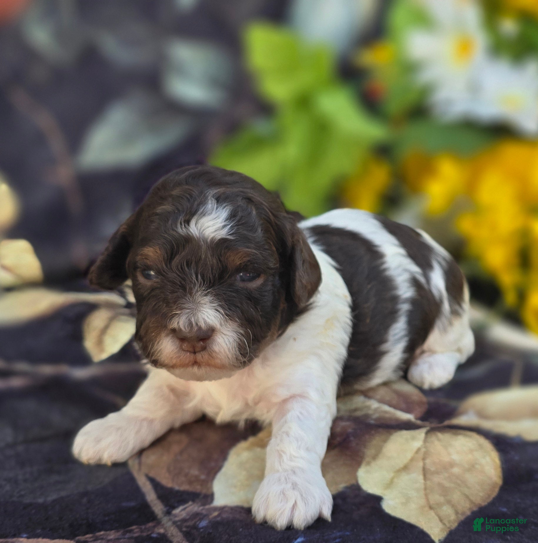 Havapoo dogs Biscotti  - Ad 32