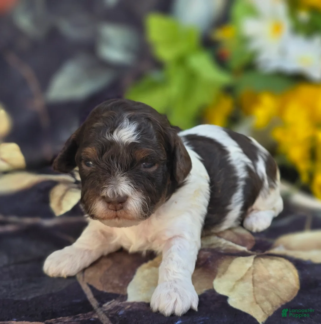 Havapoo dogs for sale: Biscotti  - Ad 1