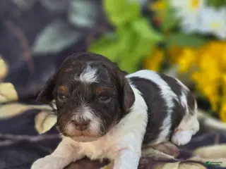 Havapoo dogs Biscotti - Ad 37