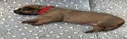 Great Dane dogs for sale: Red Collar - Ad 2
