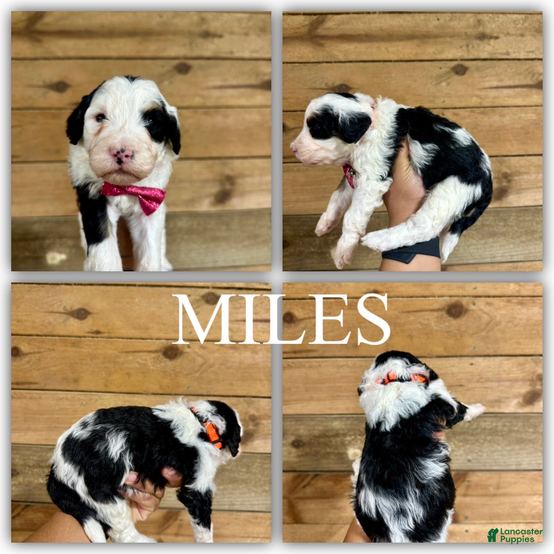 Mini Bernedoodle dogs for sale: Milo - Ad 4