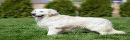 Golden Retriever dogs for sale: Mack - Ad 6