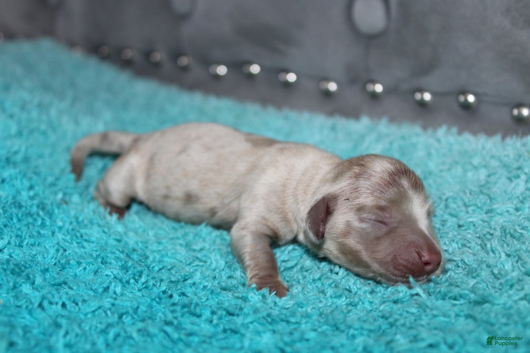 Miniature Dachshund dogs for sale: Minnie Mini - Ad 9