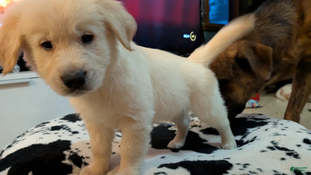 Mixed Breed dogs for sale: Mixed Breed Puppy 2 - Ad 2