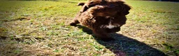 Havapoo dogs for sale: Prince - Ad 5