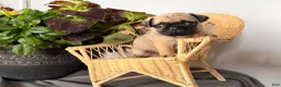 Pug dogs for sale: Popper - Ad 3