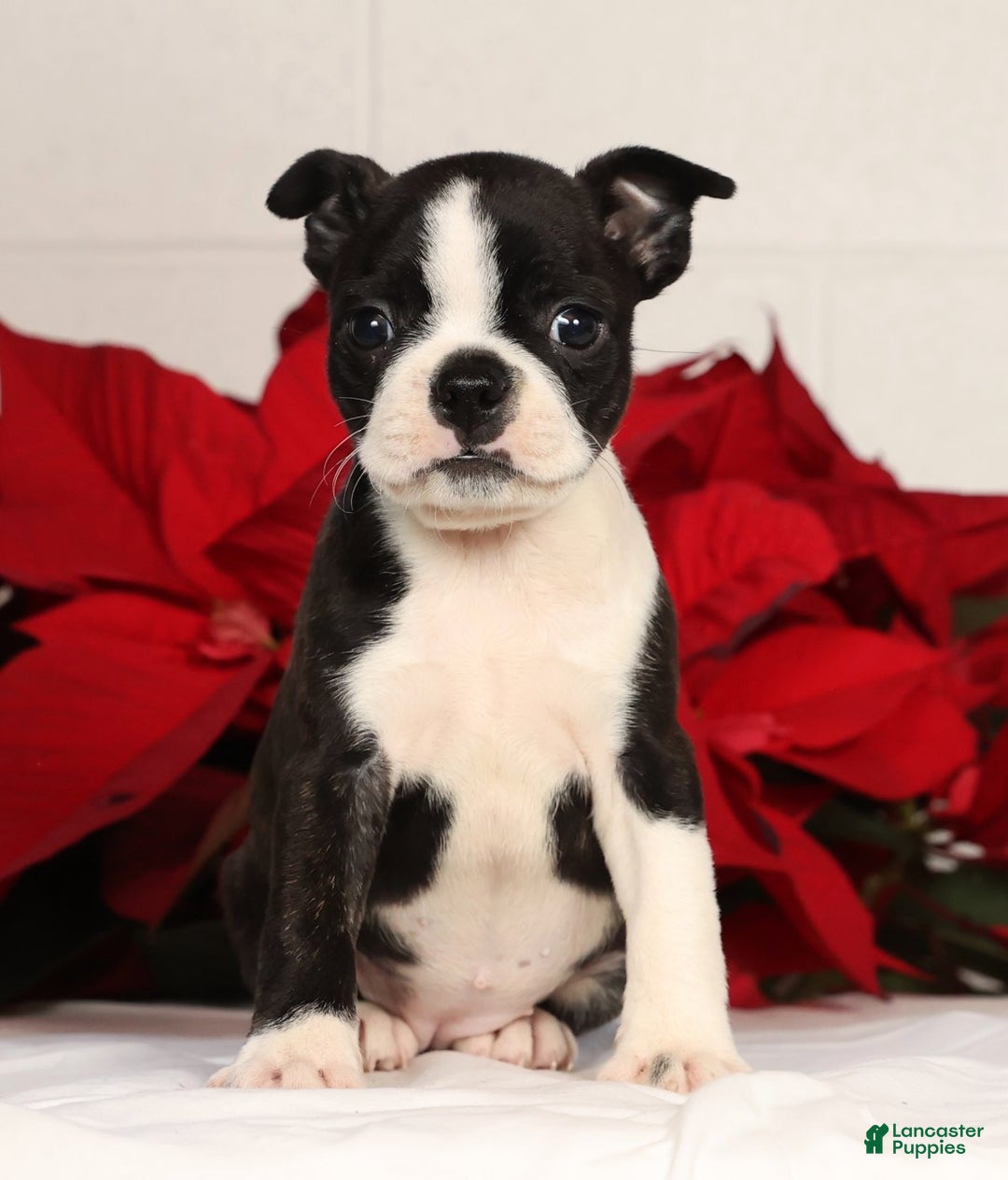 Boston Terrier dogs for sale: Addie - Ad 2