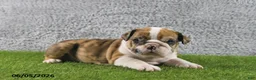 English Bulldog dogs for sale: Monarch - Ad 4