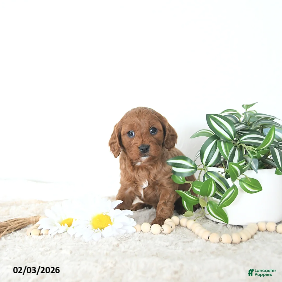 Cavapoo dogs for sale: Zander EXTRA SMALL - Ad 5