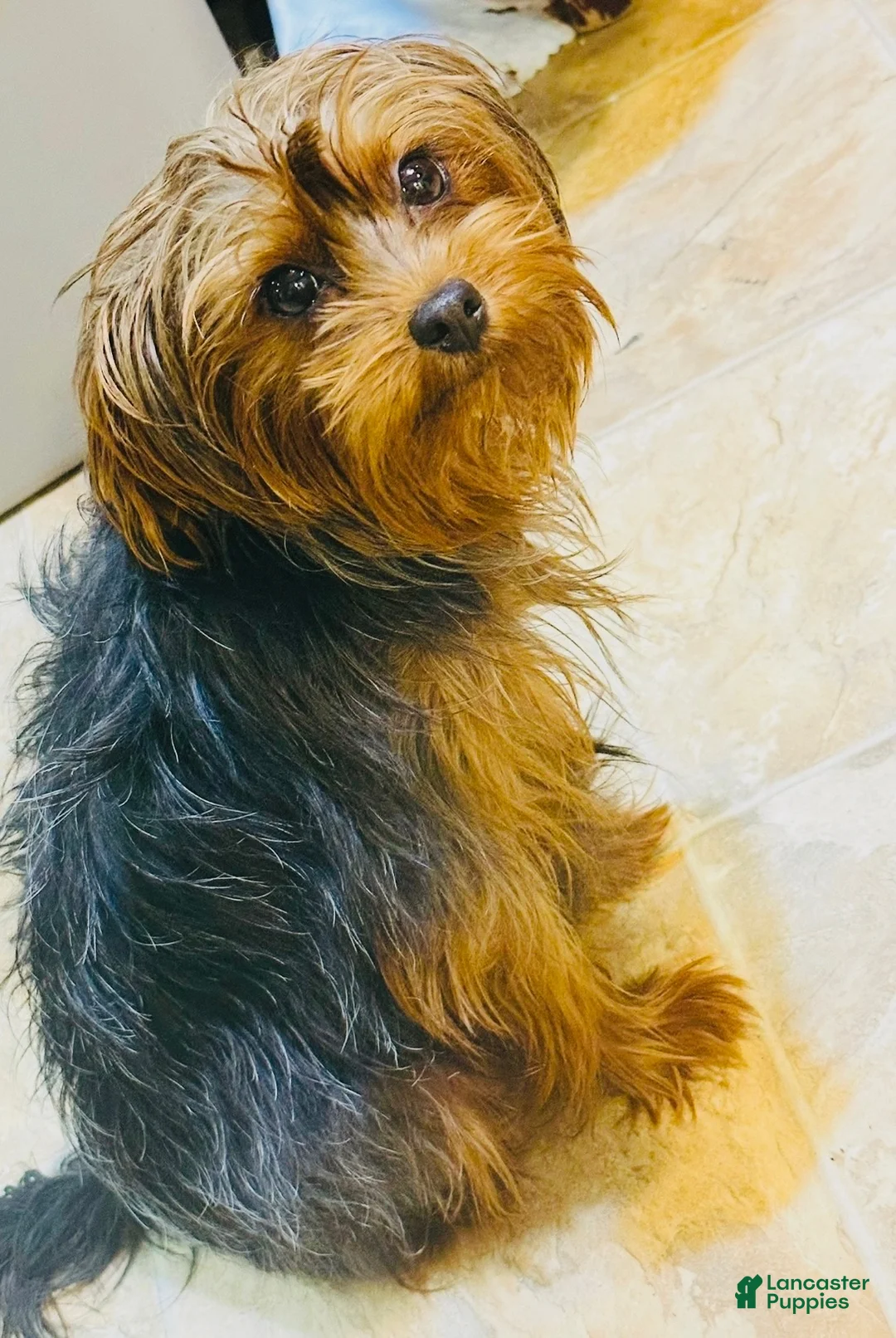 Morkie dogs for sale: Morkie Puppy 2 - Ad 3