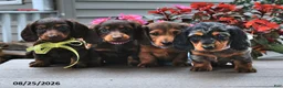 Miniature Dachshund dogs for sale: Viktor - Ad 5