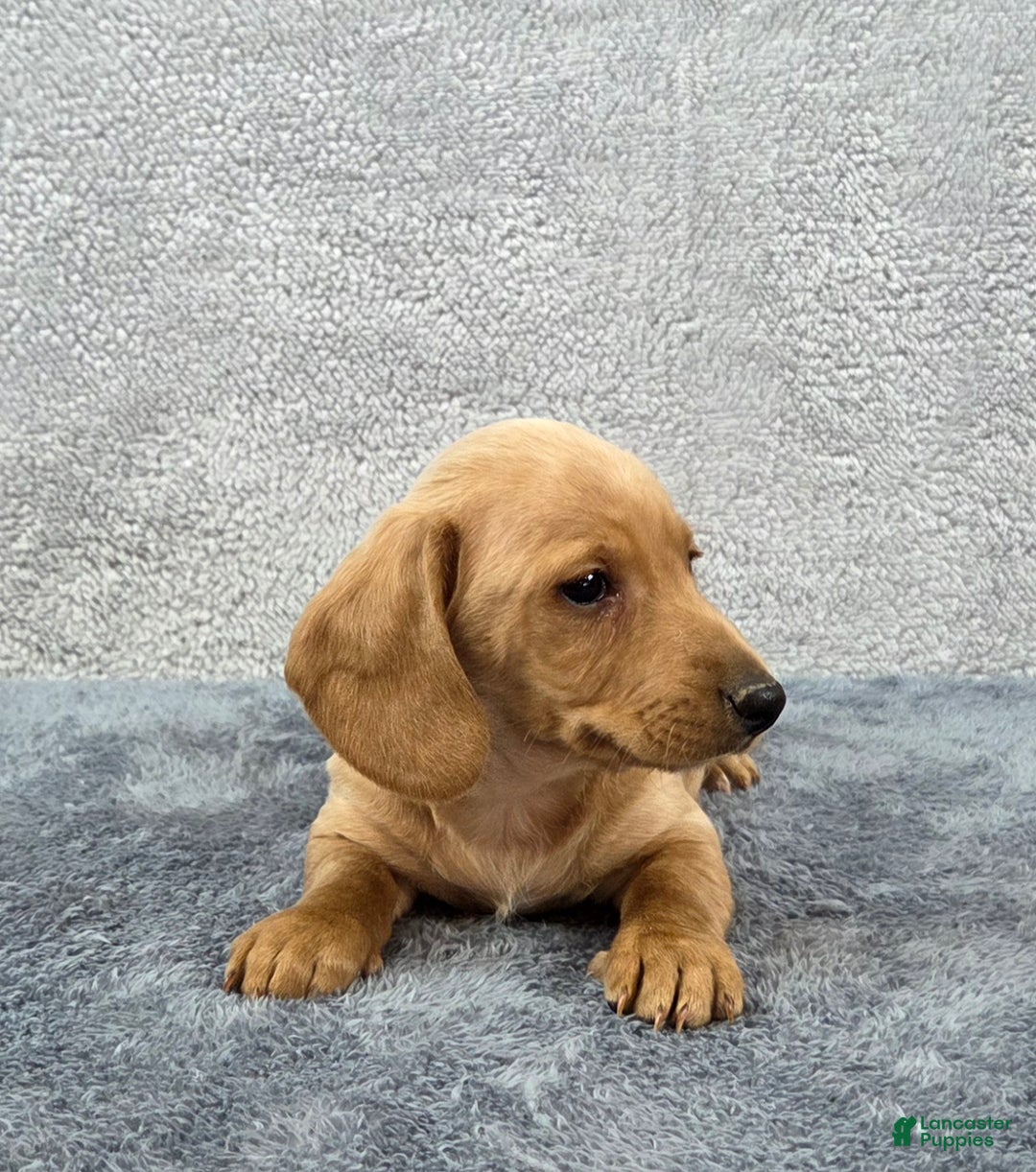 Miniature Dachshund dogs for sale: Baxter  - Ad 6