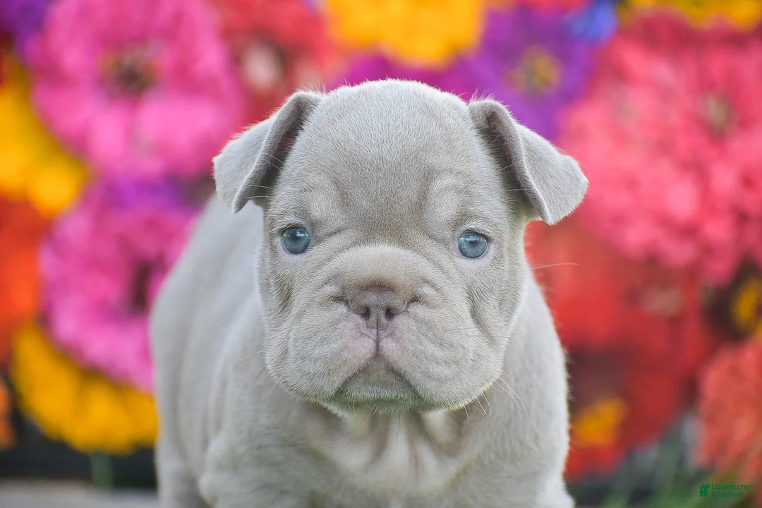 French Bulldog dogs for sale: Caroline - Ad 1