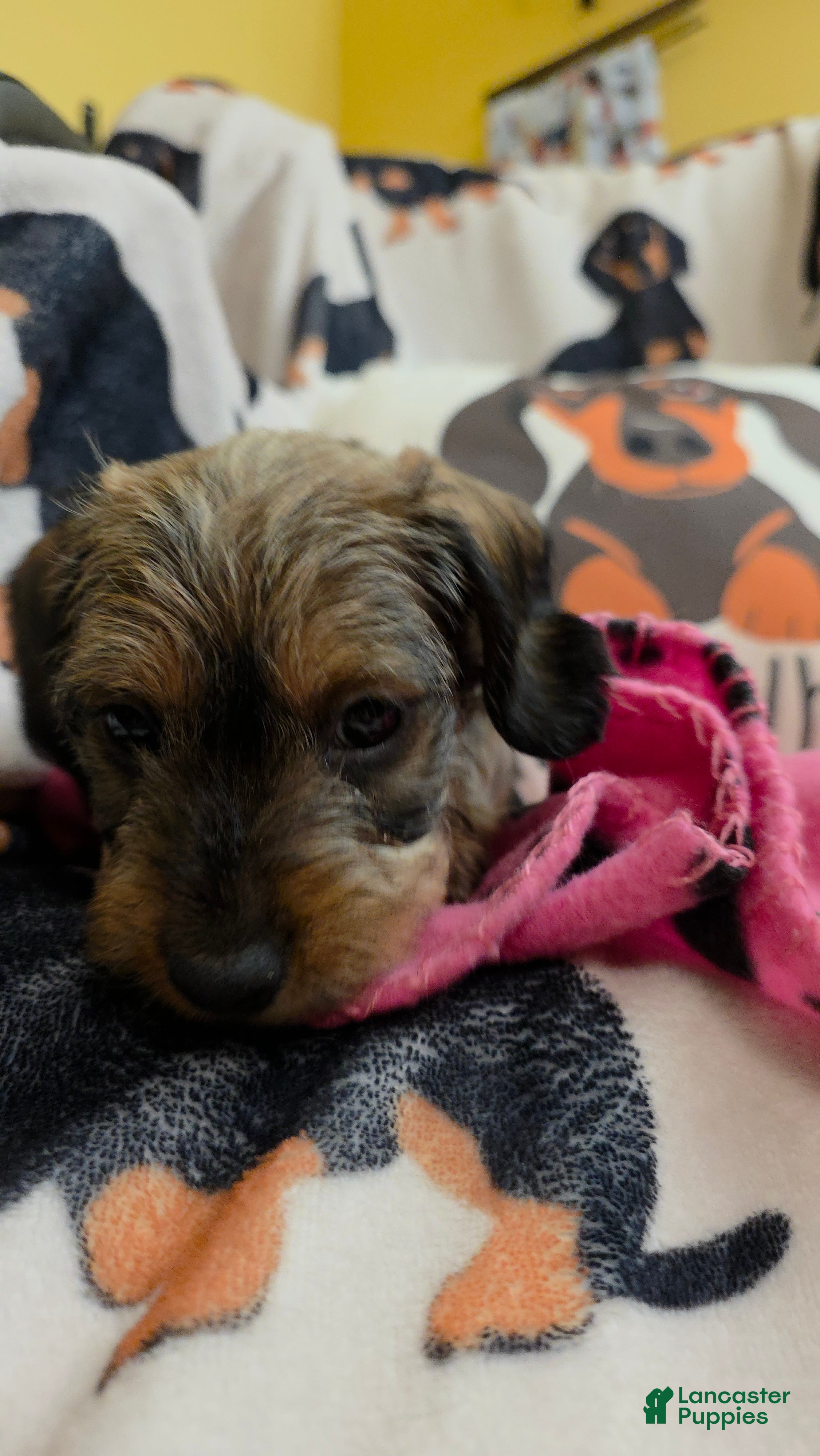 Miniature Dachshund dogs Thelma - Ad 2