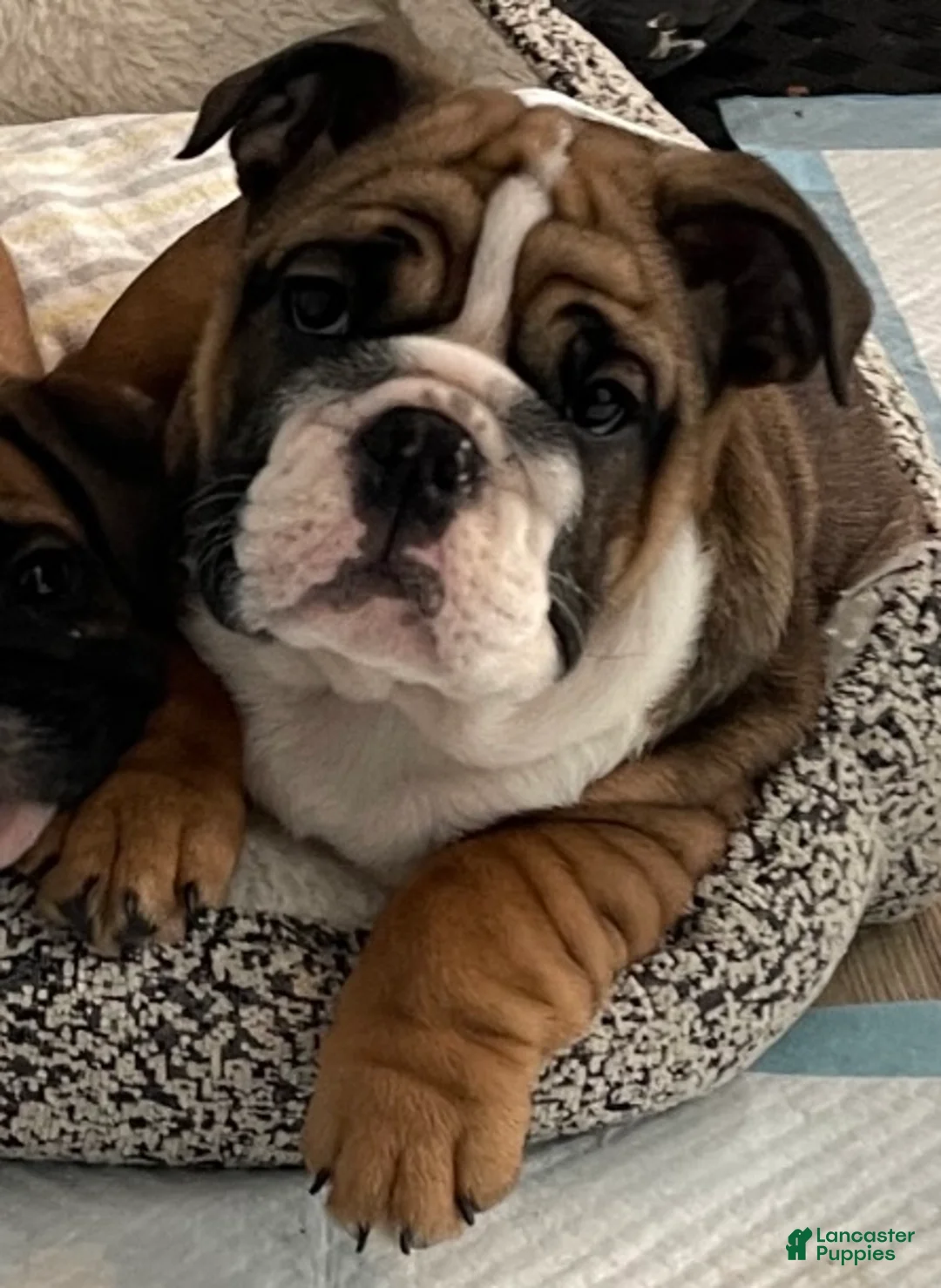 English Bulldog dogs for sale: English Bulldog Puppy 1 - Ad 3