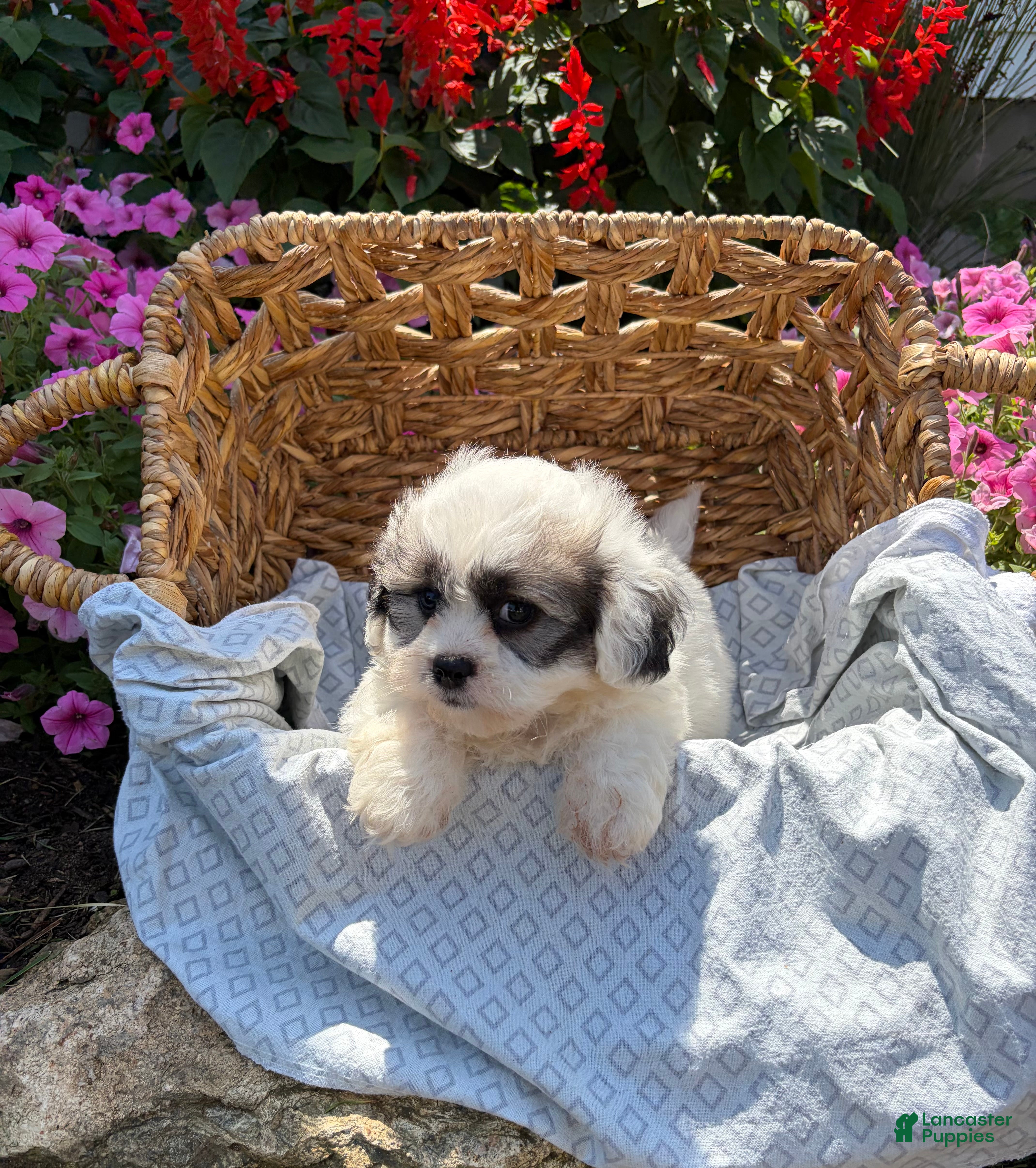 Teddy Bear dogs Henley - Ad 2