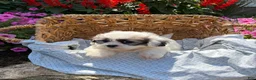 Teddy Bear dogs for sale: Henley - Ad 2