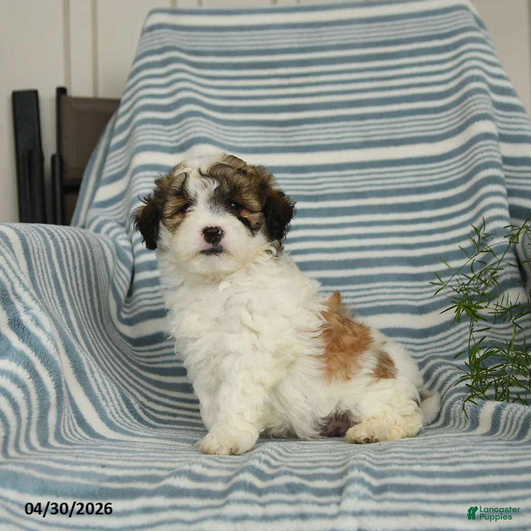 Shihpoo dogs for sale: Sammy - Ad 2