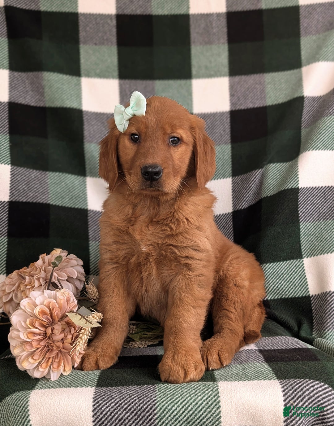 Golden Retriever dogs for sale: Egypt - Ad 1