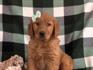 Golden Retriever dogs Egypt - Ad 29