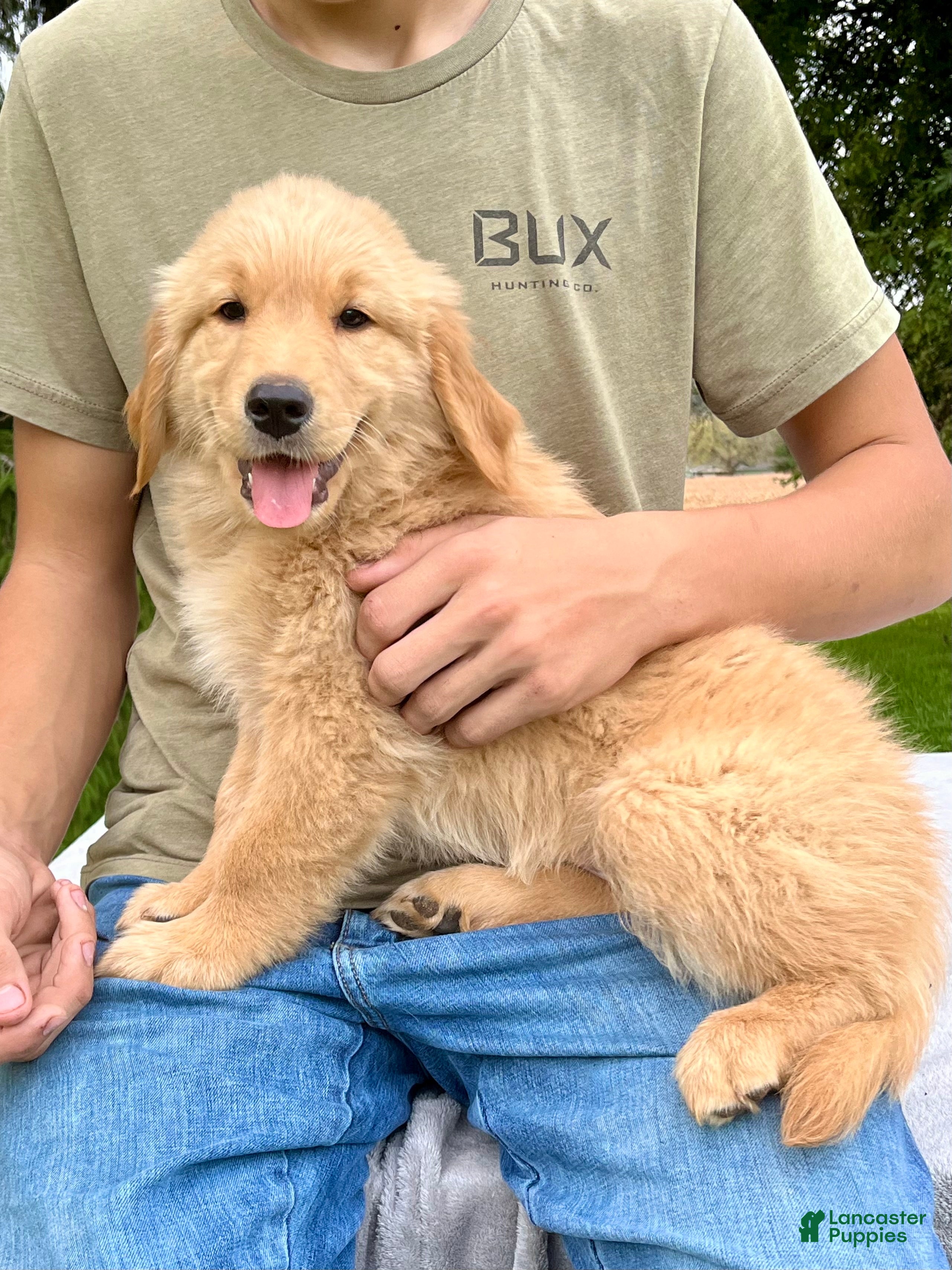 Golden Retriever dogs Jonas - Ad 2