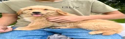 Golden Retriever dogs for sale: Jonas - Ad 2