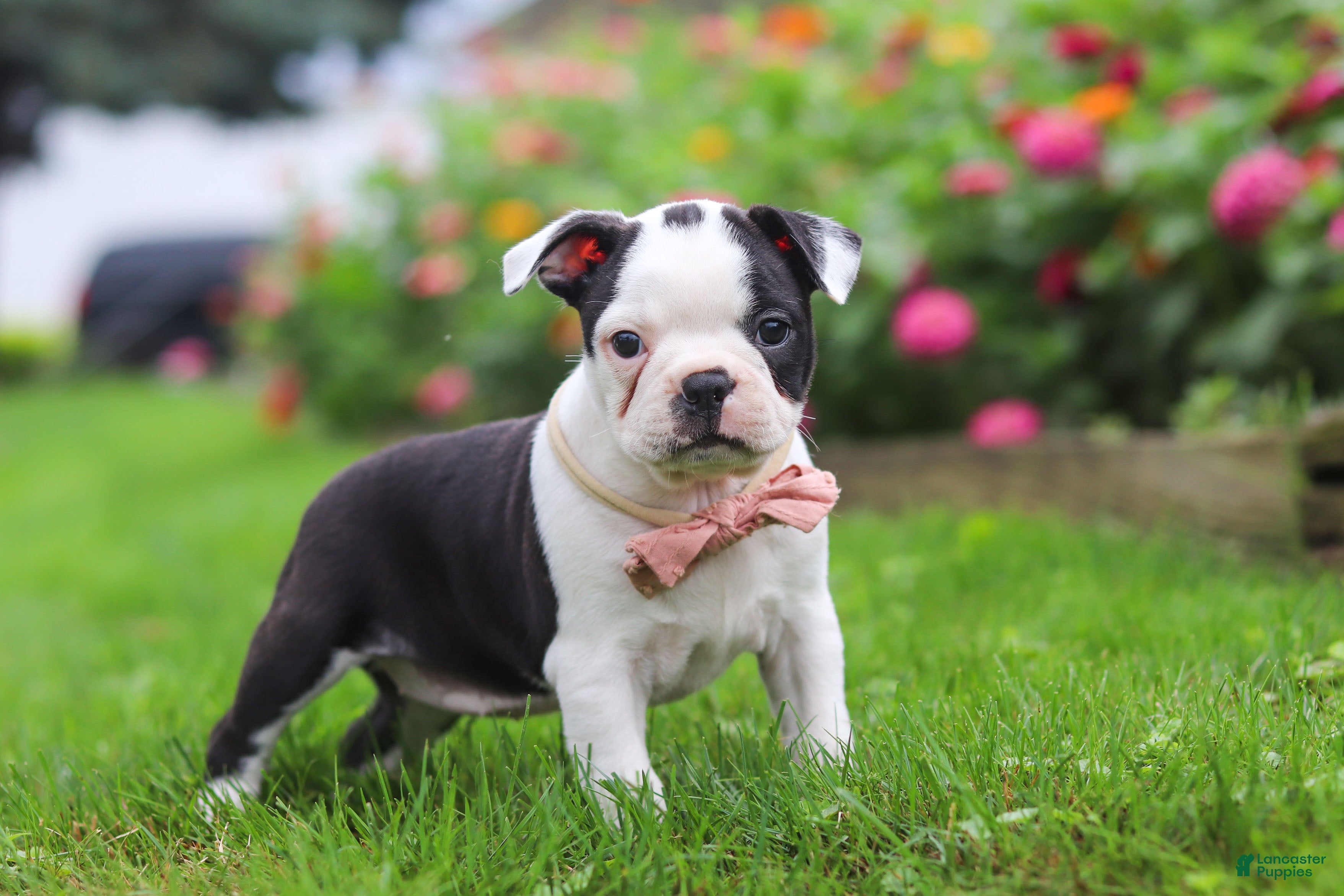 Boston Terrier dogs Sherry - Ad 2