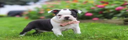 Boston Terrier dogs for sale: Sherry - Ad 2