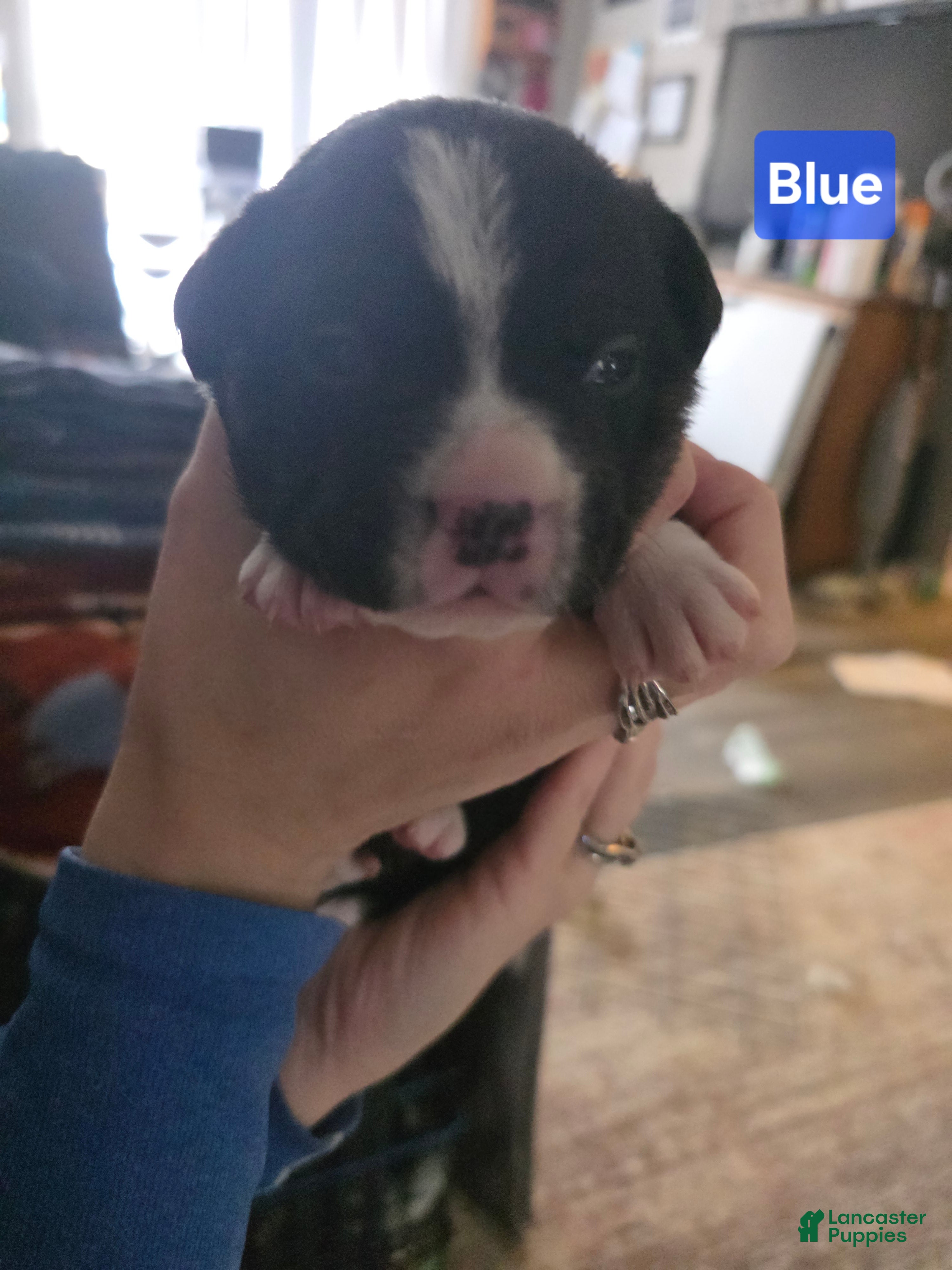 Mixed Breed dogs Blue *Updated 2/1 - Ad 11