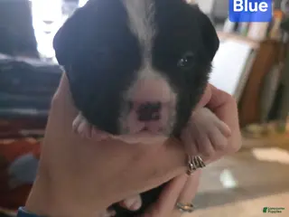 Mixed Breed dogs Blue *Updated 2/1 - Ad 11