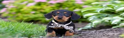 Miniature Dachshund dogs for sale: Anson - Ad 5