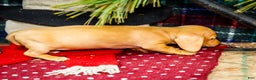 Miniature Dachshund dogs for sale: Tammy - Ad 3