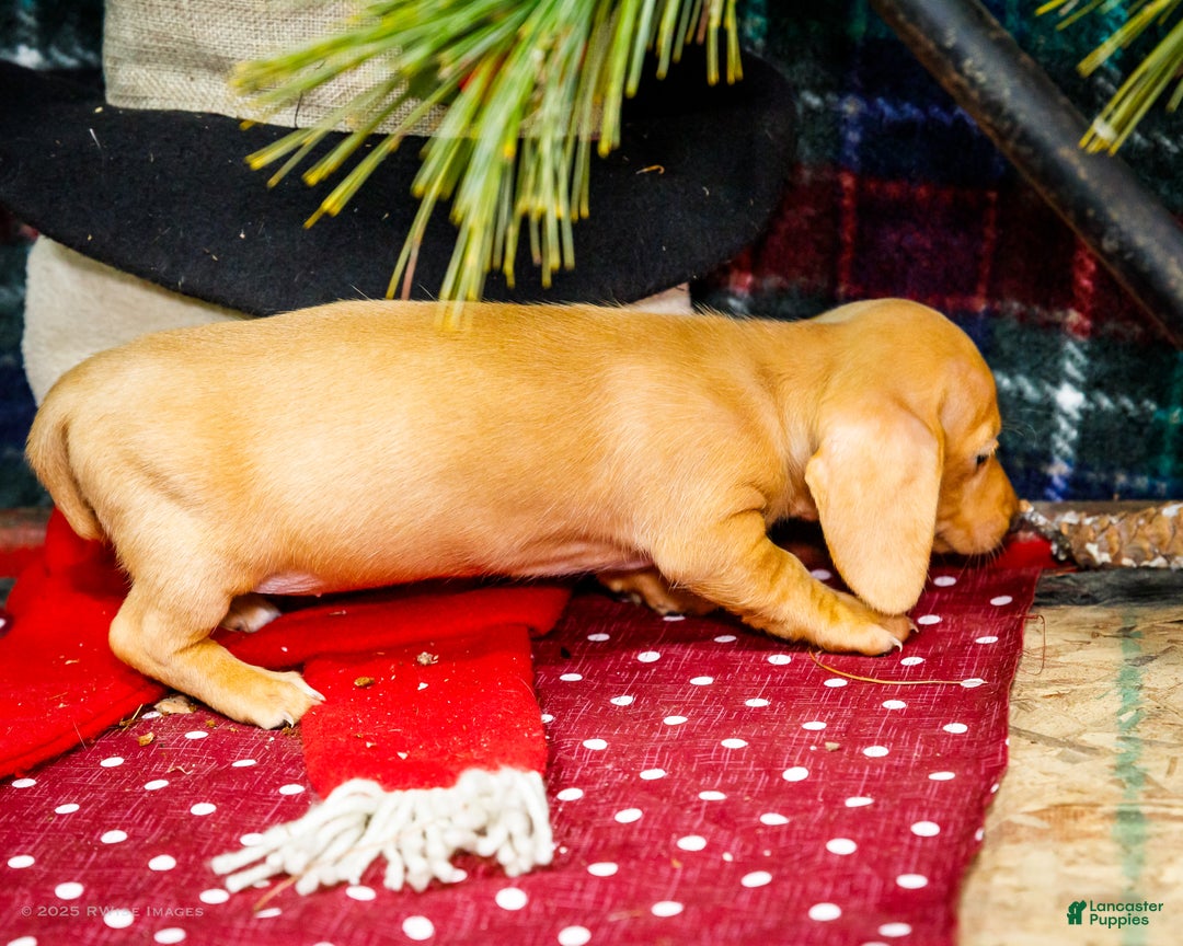 Miniature Dachshund dogs for sale: Tammy - Ad 3