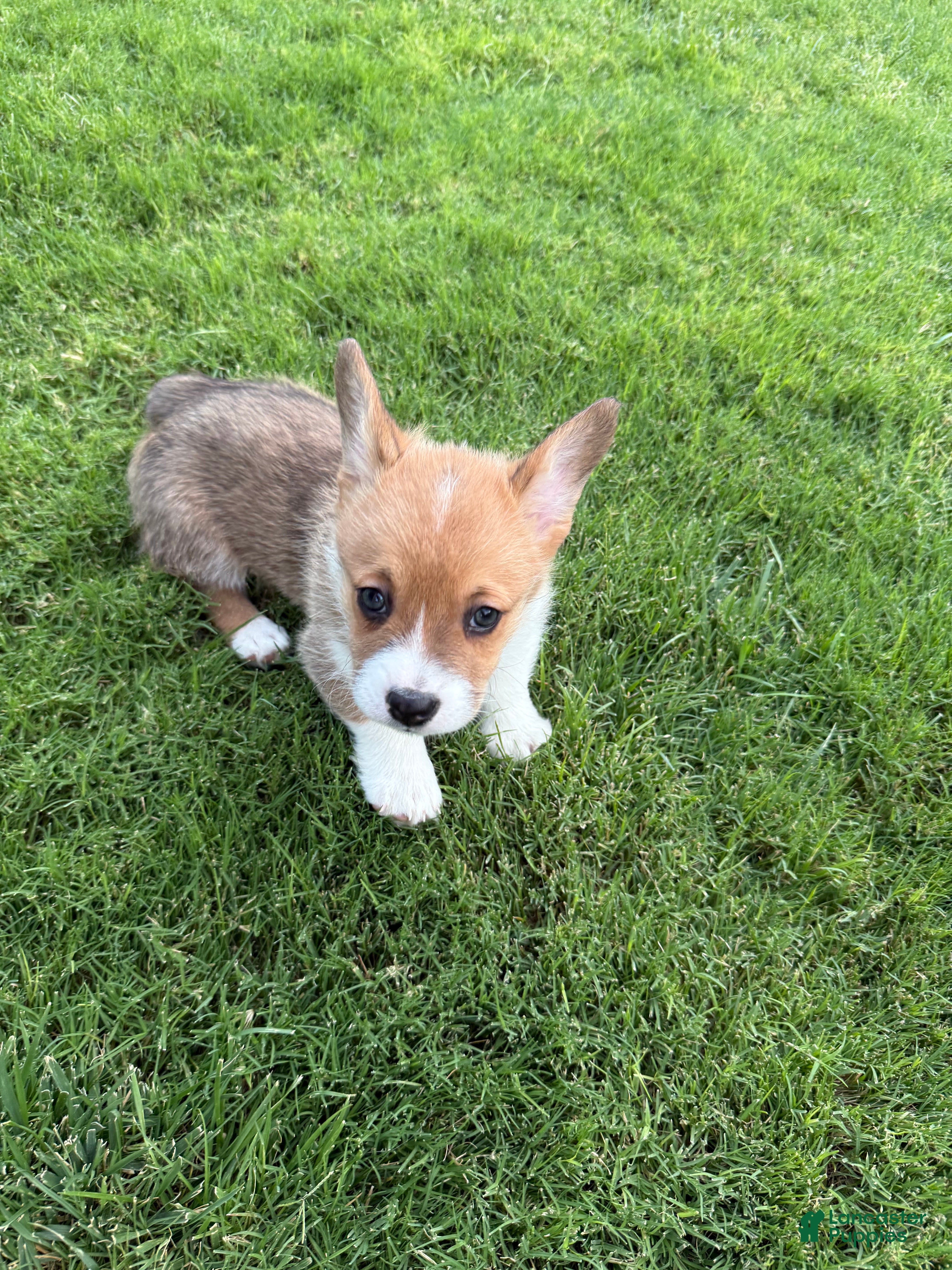 Welsh Corgi Pembroke dogs Welsh Corgi Pembroke 1 - Ad 37