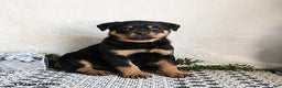 Rottweiler dogs for sale: Gru  - Ad 1