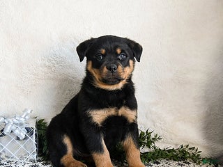 Rottweiler dogs Gru - Ad 3