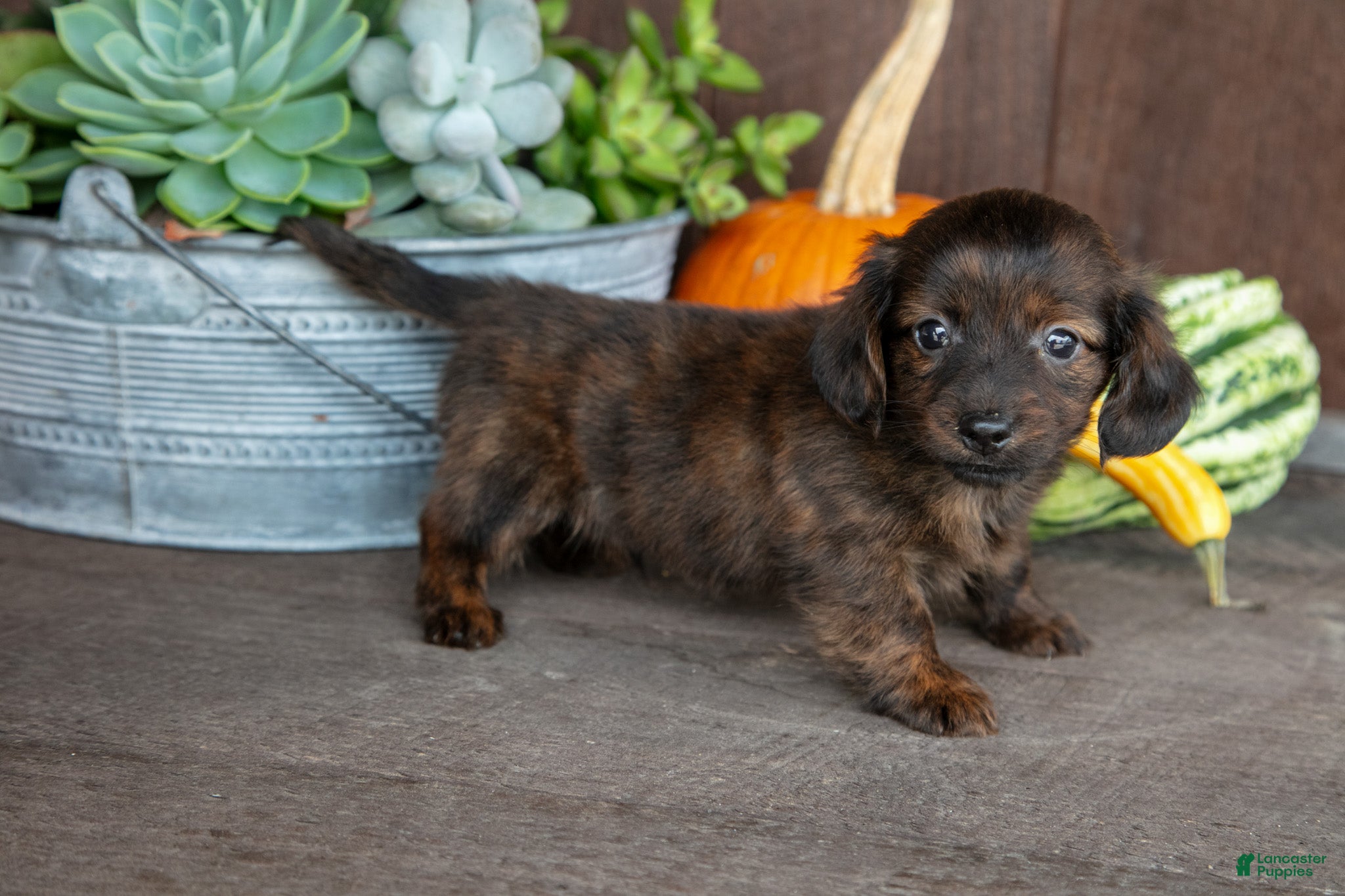 Miniature Dachshund dogs for sale: Zack - Ad 3