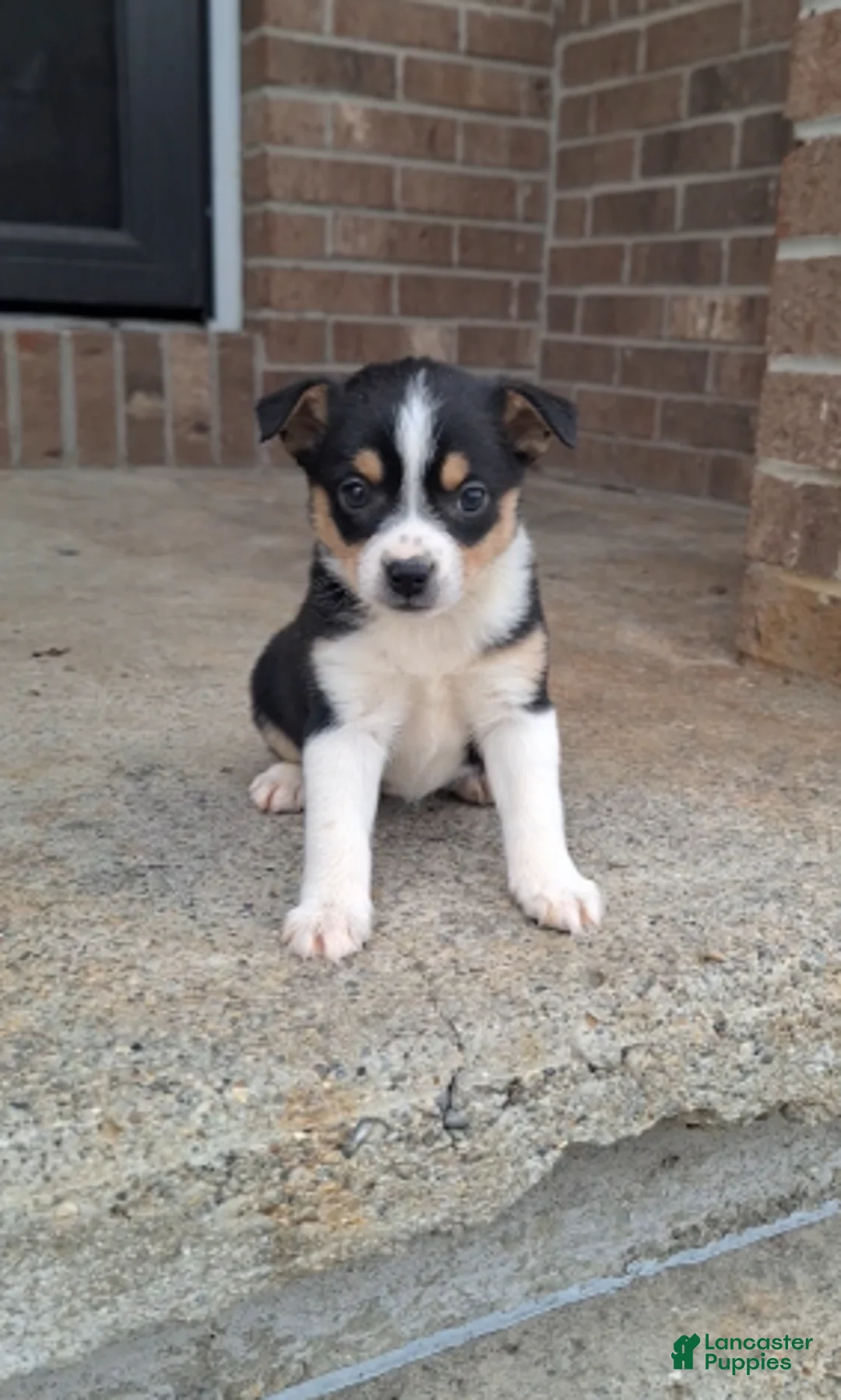 Pomchi dogs for sale: Tippy - Ad 1