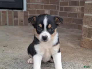 Pomchi dogs Tippy - Ad 1