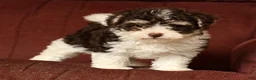 Havapoo dogs for sale: Brooklyn - Ad 9
