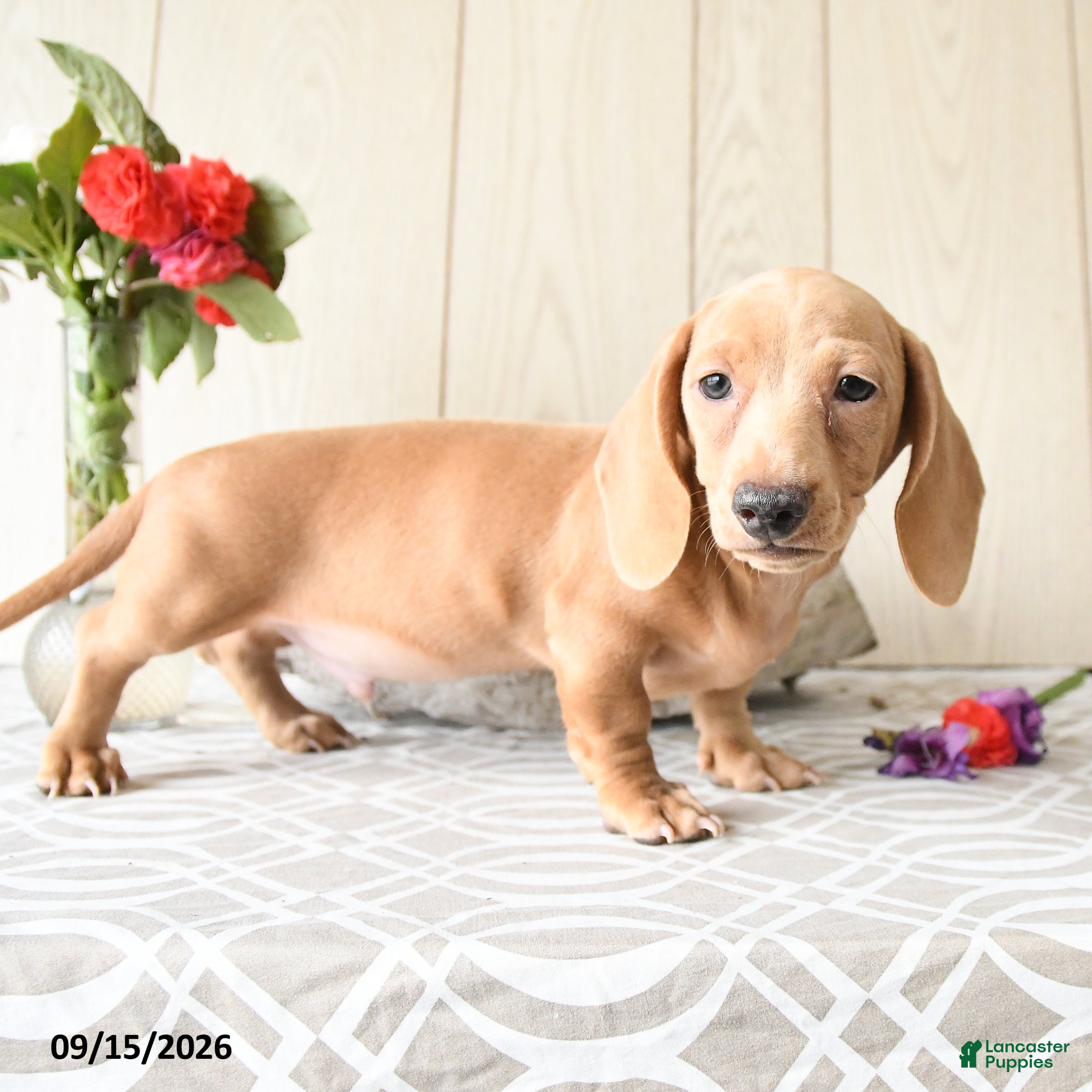 Miniature Dachshund dogs Rex - Ad 2