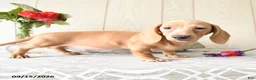 Miniature Dachshund dogs for sale: Rex - Ad 2