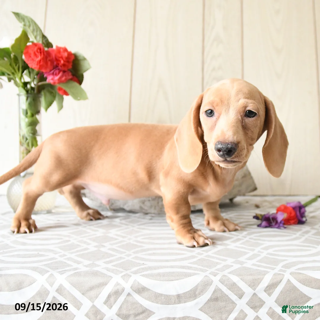 Miniature Dachshund dogs for sale: Rex - Ad 2