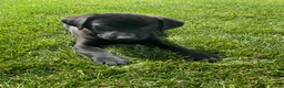 Labrador Retriever dogs for sale: Basil - Ad 4