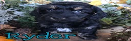Mixed Breed dogs for sale: Mixed Breed 2 - Ad 1