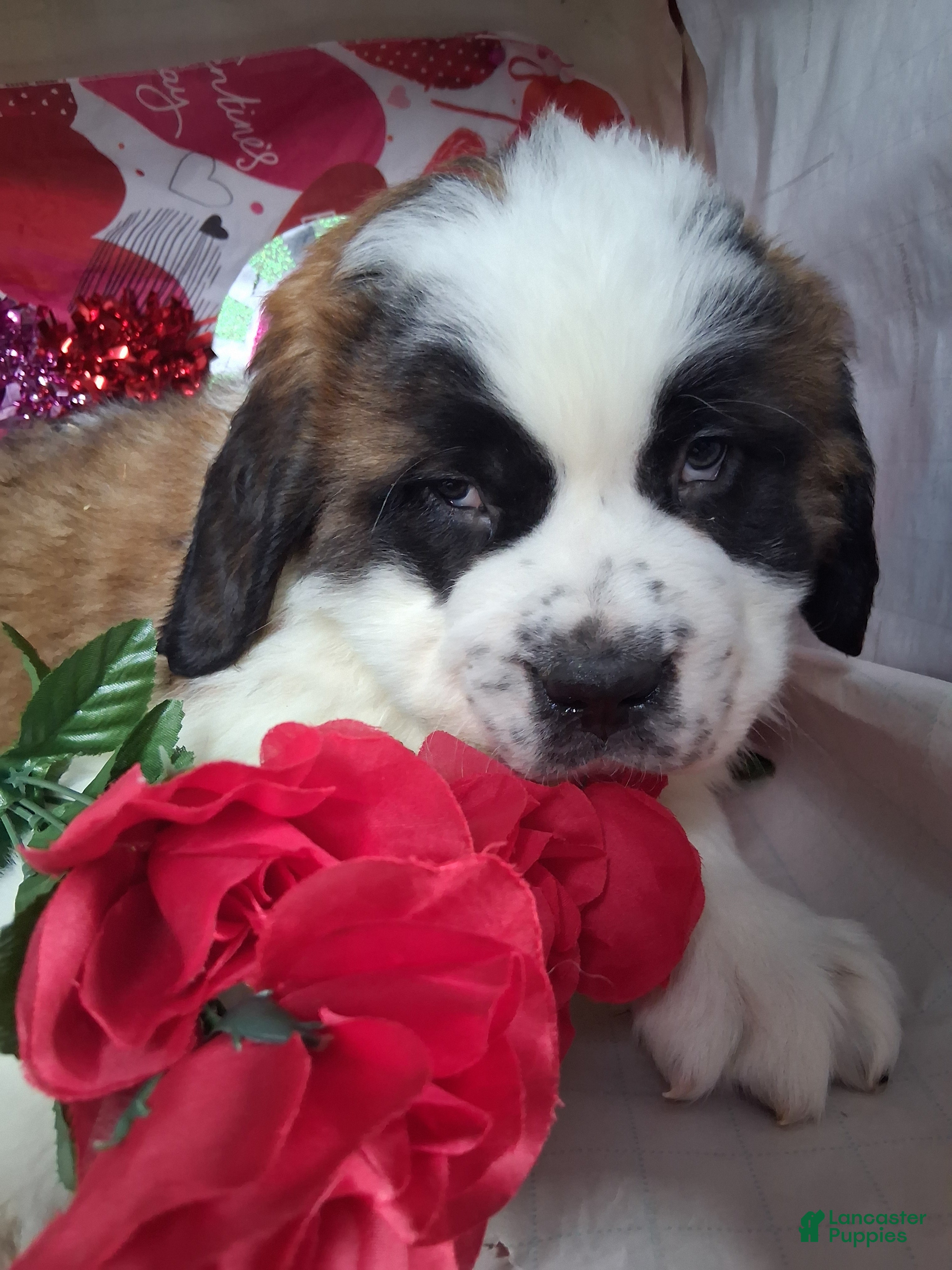 Saint Bernard dogs Maggy  - Ad 32