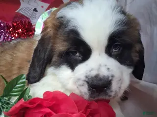 Saint Bernard dogs Maggy - Ad 32