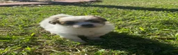 Mixed Breed dogs for sale: Mixed Breed 1 - Ad 1